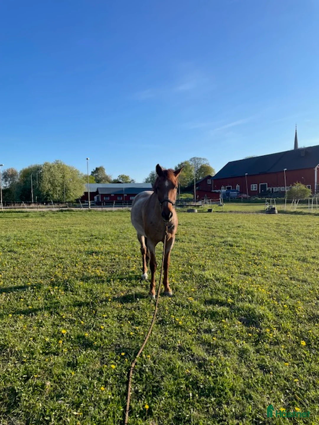  stallplats finnes: Stallplatser Asknäs - Annons 1