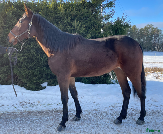  hästar Honey Nou 2 år - Annons 4