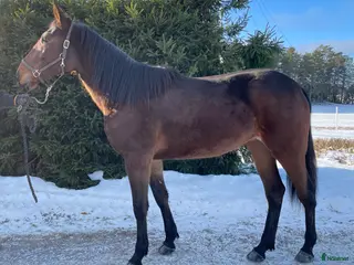 hästar Honey Nou 2 år - Annons 4