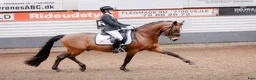 Dressyr hästar till salu: Top FEI pony  - Annons 13