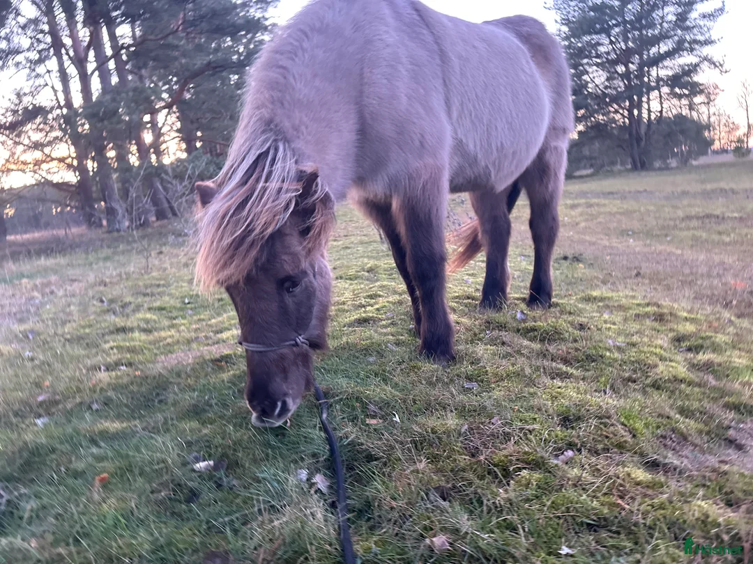 Galleribild {{count}}