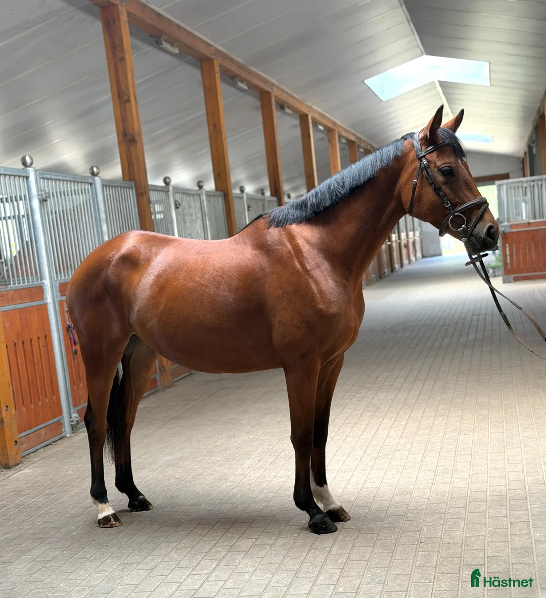 Allround hästar till salu: Calm and lovely mare for any kind of rider! - Annons 1
