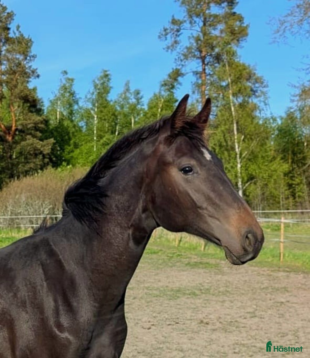 Dressyr hästar till salu: Välstammad hingst av internationell modell i Västerås - Annons 3