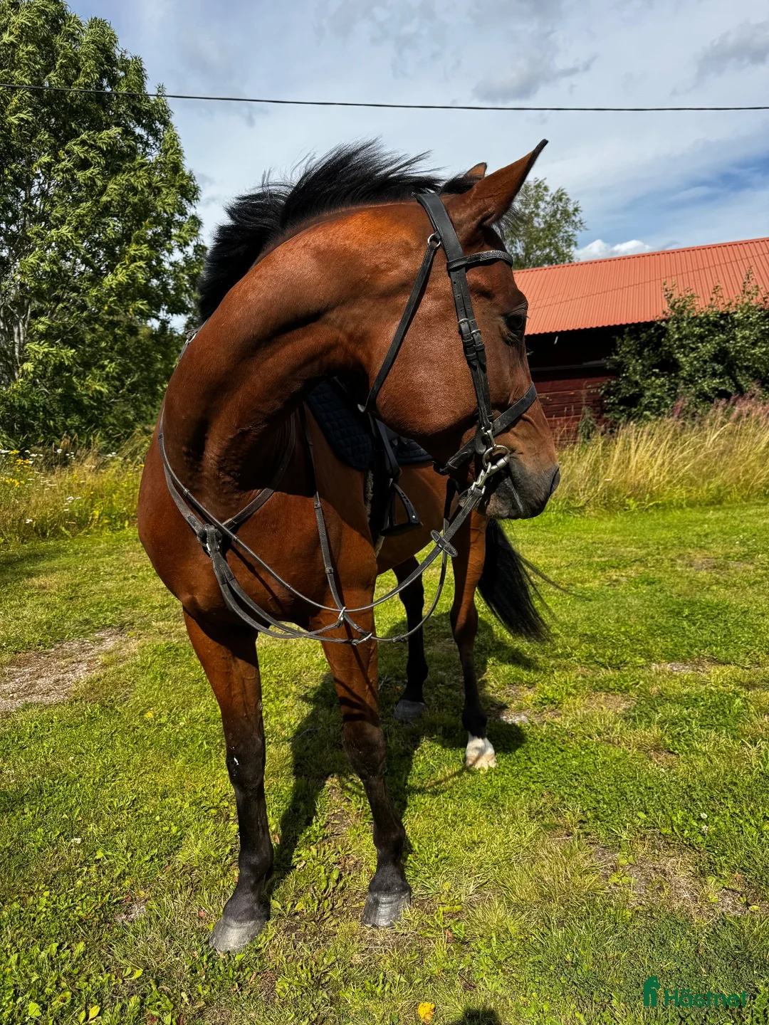 Allround hästar till salu: Fin Valack söker sin bästavän - Annons 2