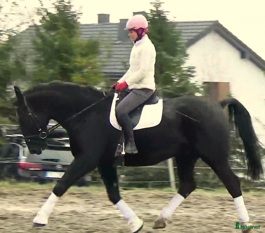 Allround hästar till salu: Fantastic Silesian horse for Christmas time i Örsundsbro - Annons 8