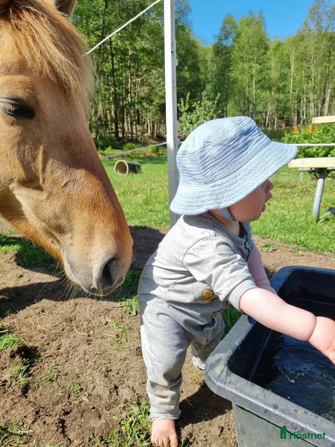 Allround hästar till salu: Hammarby Tepla i Kungsbacka - Annons 6