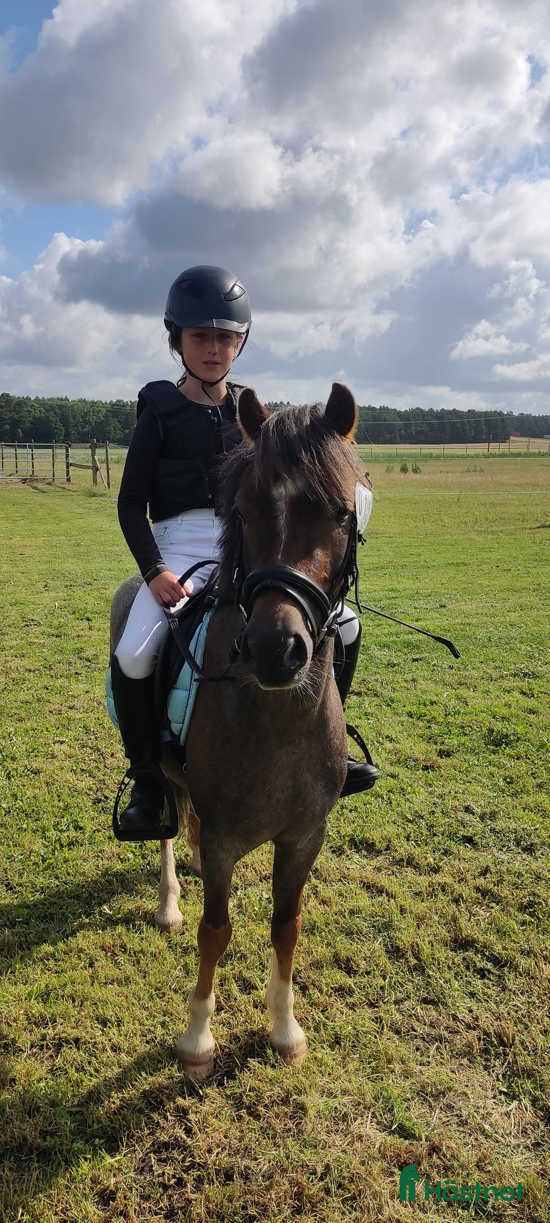 Allround hästar till salu: Tävlingsponny i startgropen i Gärsnäs - Annons 6