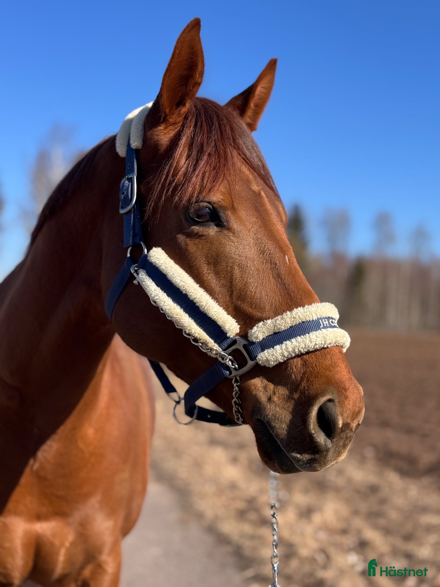  hästar Ett sto med rätt inställning! - Annons 12