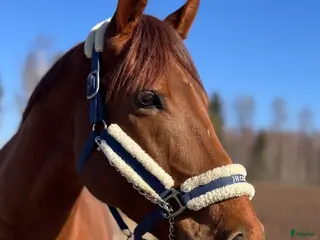 hästar Ett sto med rätt inställning! - Annons 6
