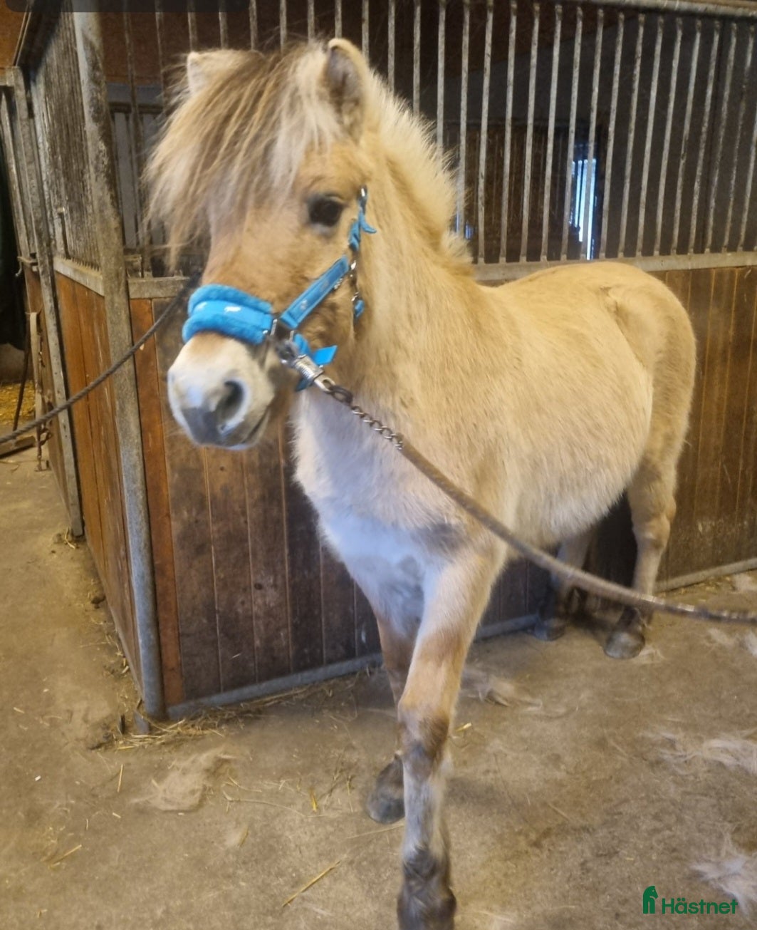  hästar Hingst eller valack, välhanterad  i Västerlanda - Annons 8