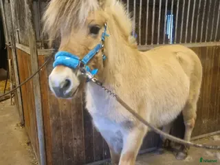 hästar Hingst eller valack, välhanterad i Västerlanda - Annons 8