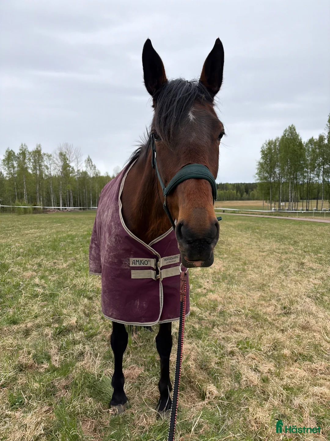 Allround hästar till salu: Sia söker sin nya person i Lakene - Annons 2