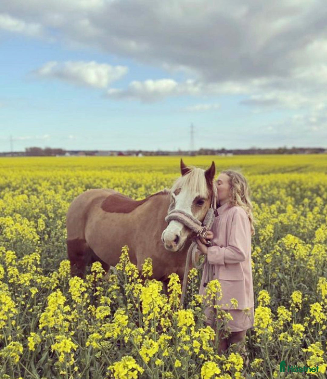 Dressyr hästar till salu: Vacker b-ponny dressyr inriktning till salu  i Asmundtorp - Annons 2