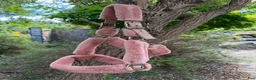 Övrig Hästutrustning hästutrustning till salu: Rosa fluffgrimmor - Annons 2