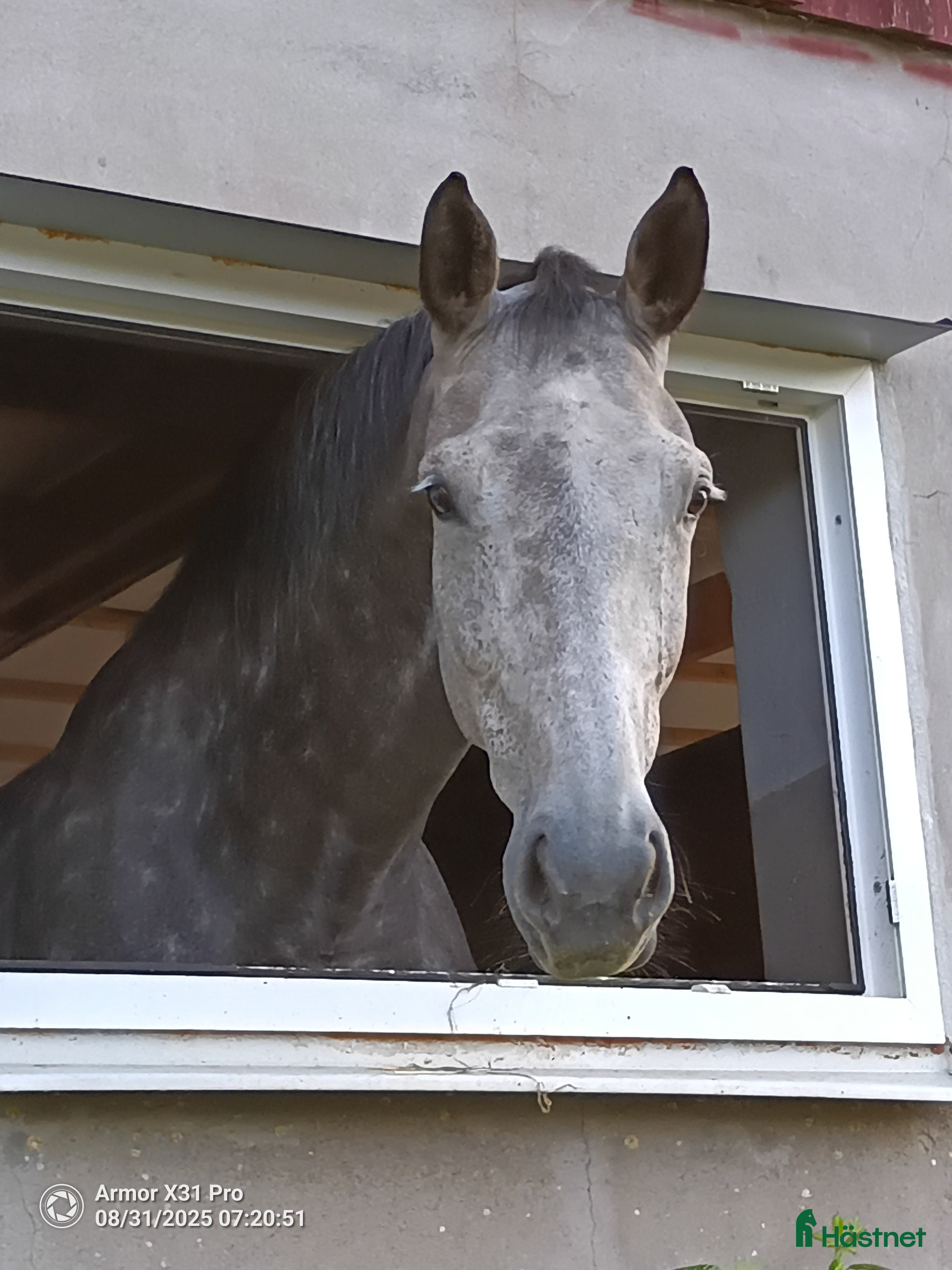  hästservice häststall tillgängligt Sönderössjö i Skånes Fagerhult - Annons 18