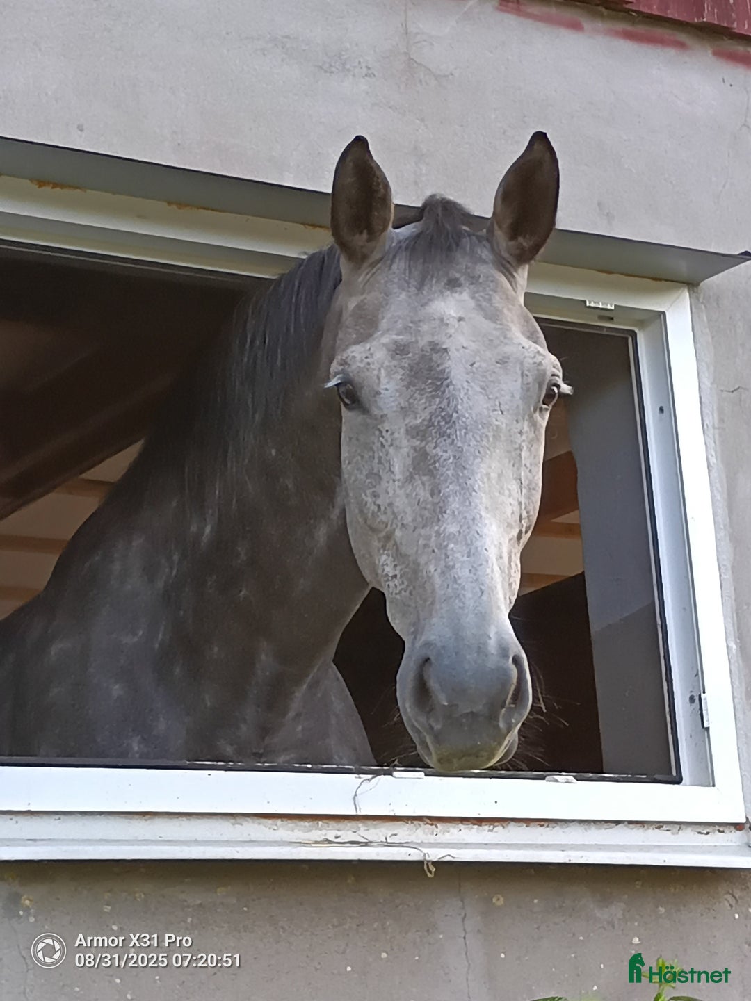  hästservice finnes: häststall tillgängligt Sönderössjö i Skånes Fagerhult - Annons 1