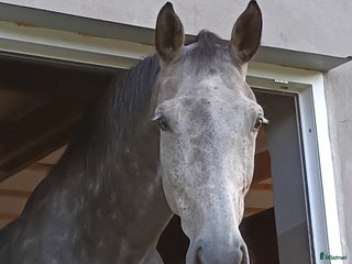 hästservice häststall tillgängligt Sönderössjö i Skånes Fagerhult - Annons 14