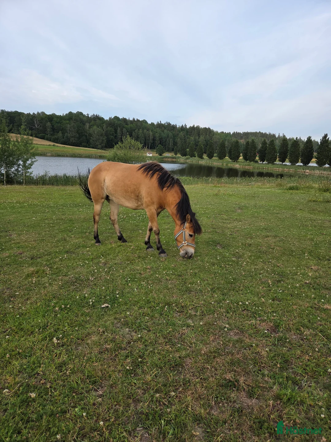 Allround hästar till salu: Russto f 2020 projekt/sällskap/avel i Gusum - Annons 5