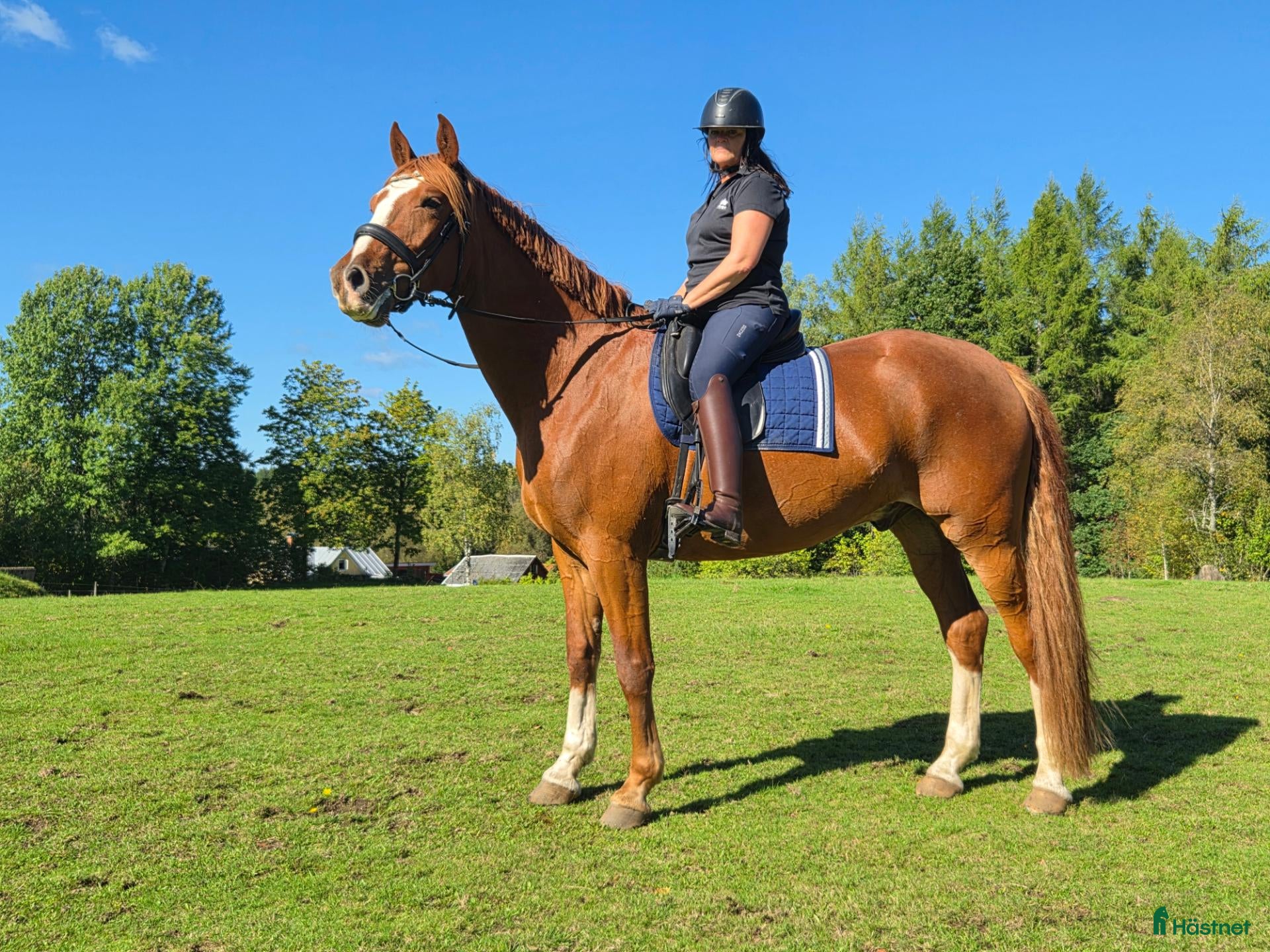  hästar Snygg dressyrvalack - Annons 4