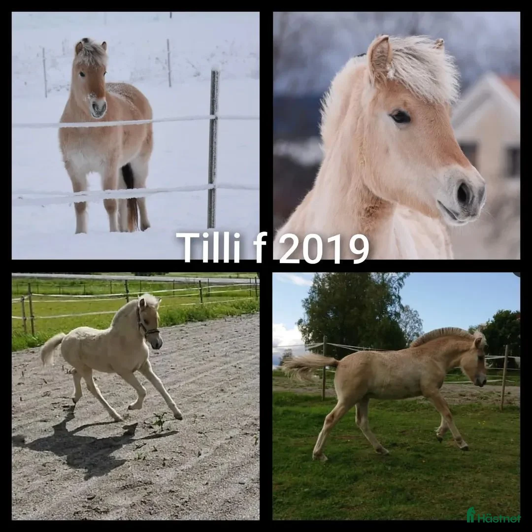 Allround hästar till salu: Fjordsto född 2019 - Annons 1
