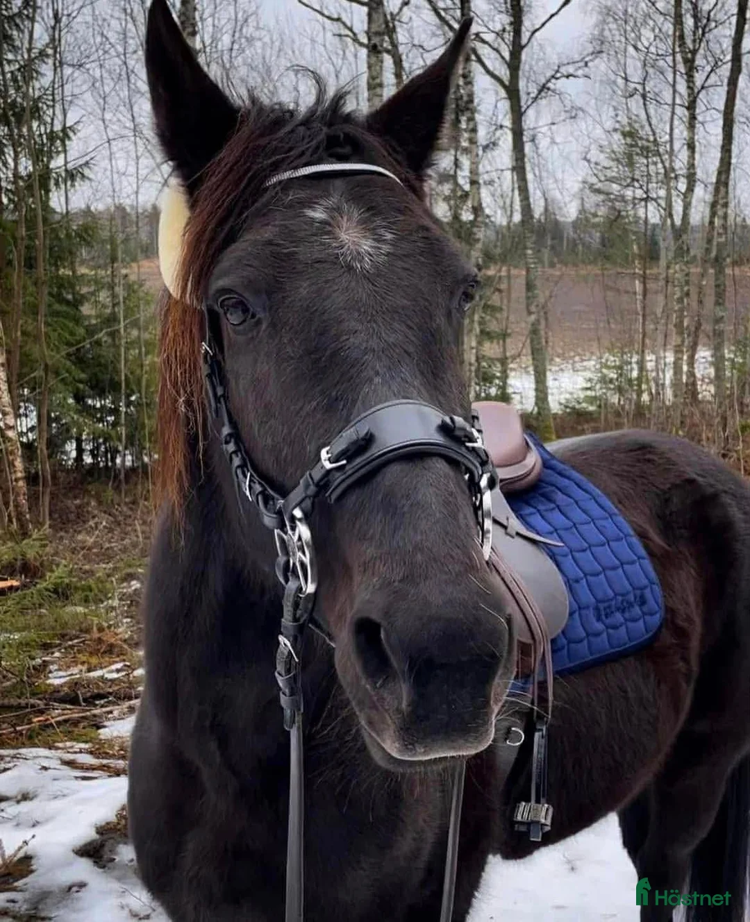  foderhäst finnes: Delfodervärd/fodervärd/medryttare sökes i Kolsva - Annons 2