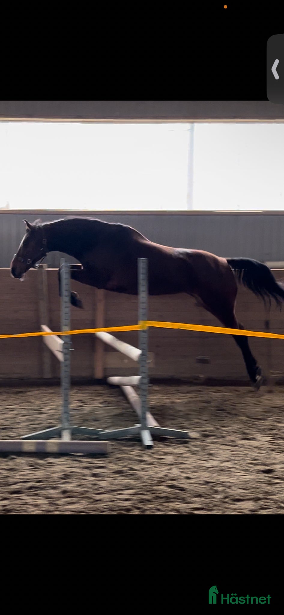  hästar Mor och dotter/ridskola/tävling  - Annons 10
