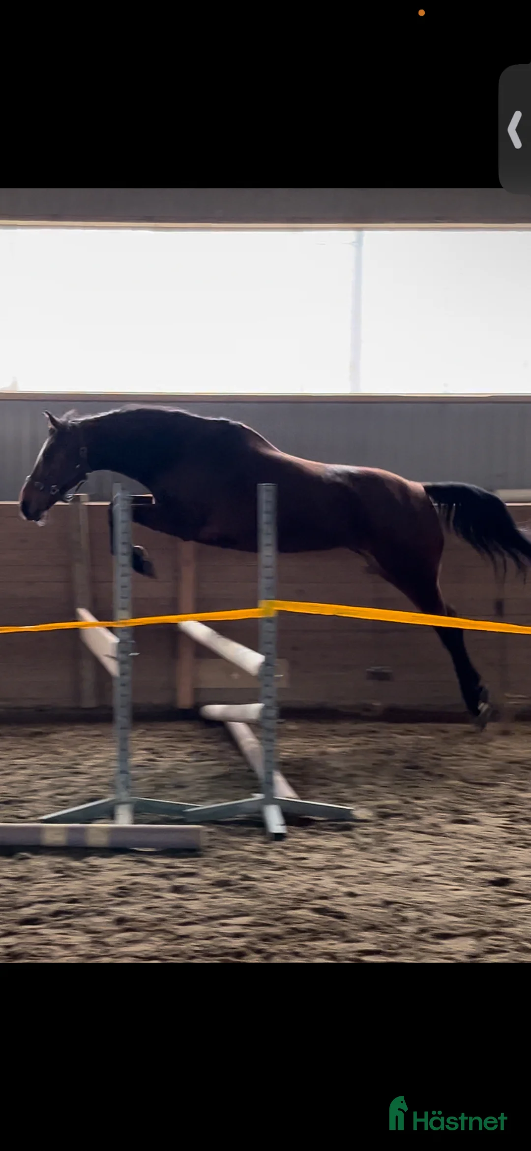 Allround hästar till salu: Mor och dotter/ridskola/tävling  - Annons 1