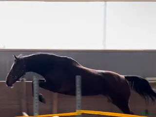 hästar Mor och dotter/ridskola/tävling - Annons 10