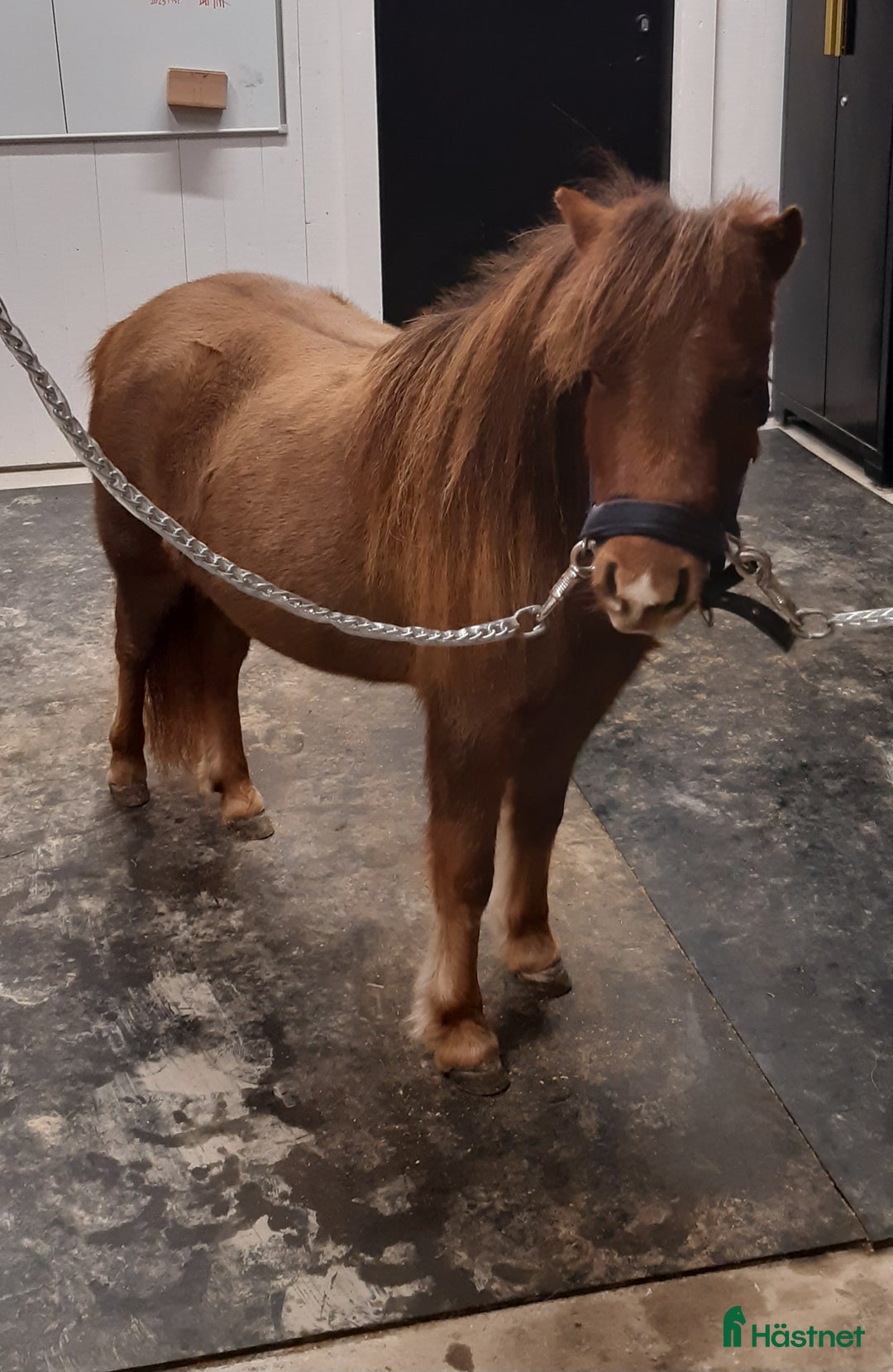 Övrigt hästar till salu: Vackert miniatyrhäst sto! i Örsundsbro - Annons 6