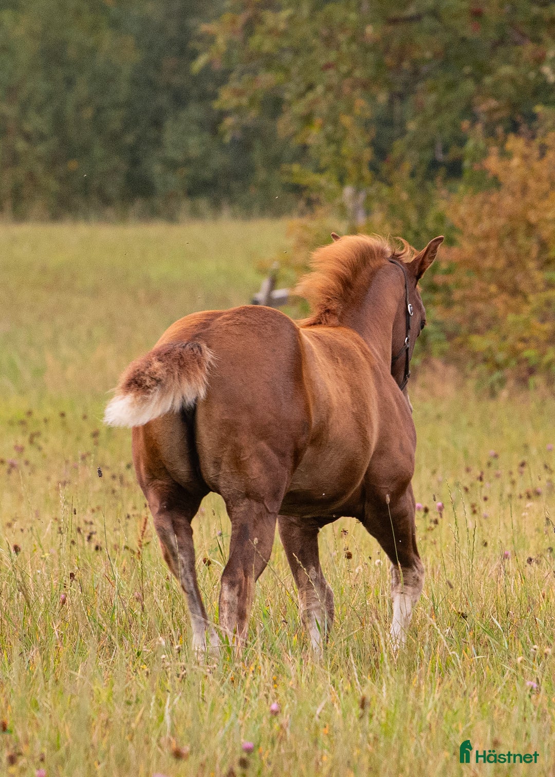 Western hästar till salu: Blivande reiningstjärna - byte möjligt!  i Hjo - Annons 3
