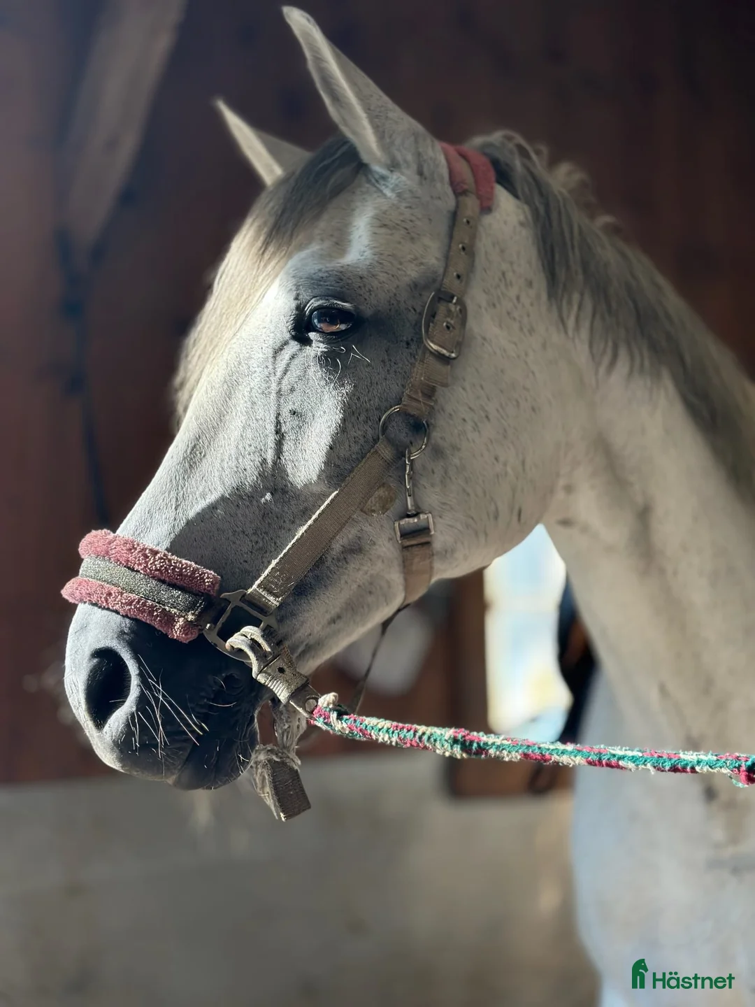 Avelshästar hästar till salu: Avelsto med fina gångarter  - Annons 1