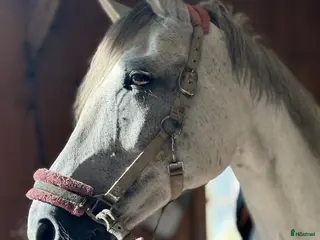 hästar Avelsto med fina gångarter - Annons 1