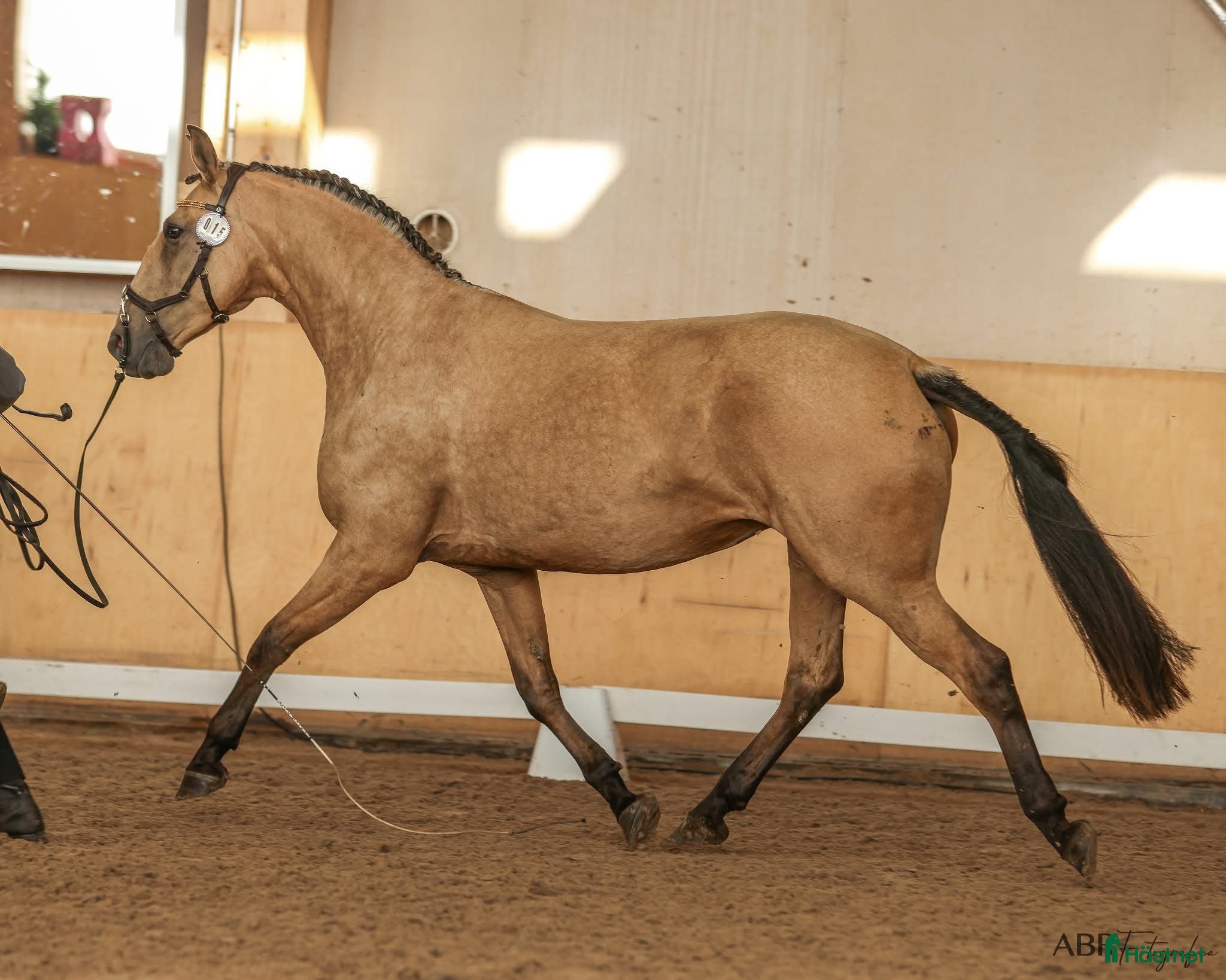  hästar Pga av platsbrist sto 2019 inport som 2 åring i Stockholm - Annons 1