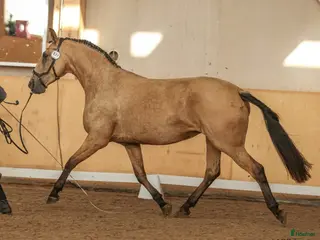 hästar Pga av platsbrist sto 2019 inport som 2 åring i Stockholm - Annons 1