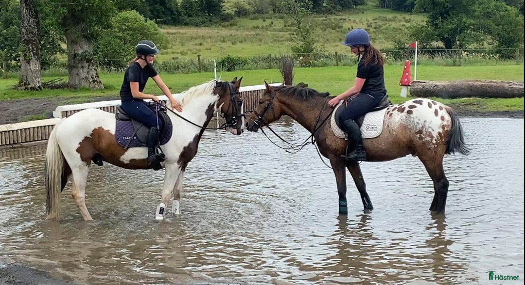 Allround hästar till salu: Selection of Irish ponies i Ljungby - Bild 8