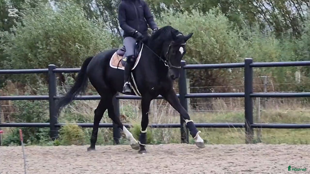  hästar 💥Utvecklingsbar dressyr🚨allround valack ev byte i Dösjebro - Annons 2