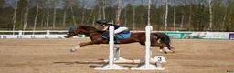 Galopp hästar till salu: Pony showjumping - Annons 10