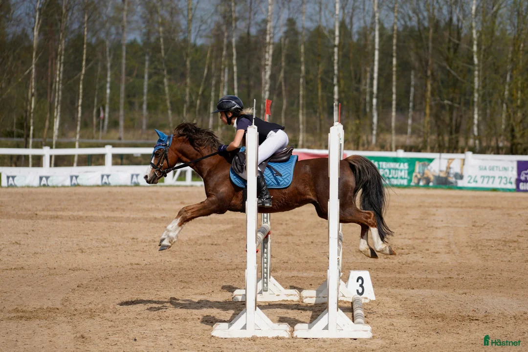 Galopp hästar till salu: Pony showjumping - Annons 10