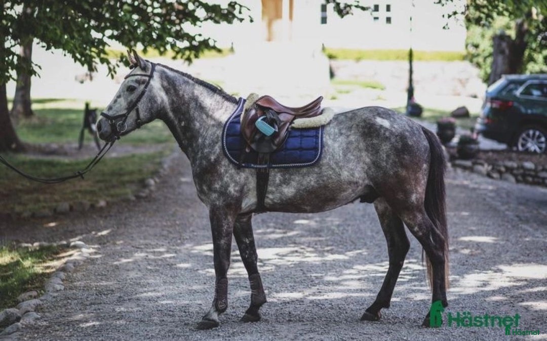 Körning hästar till salu: Vuxenponny för körning i Svartsjö - Annons 5