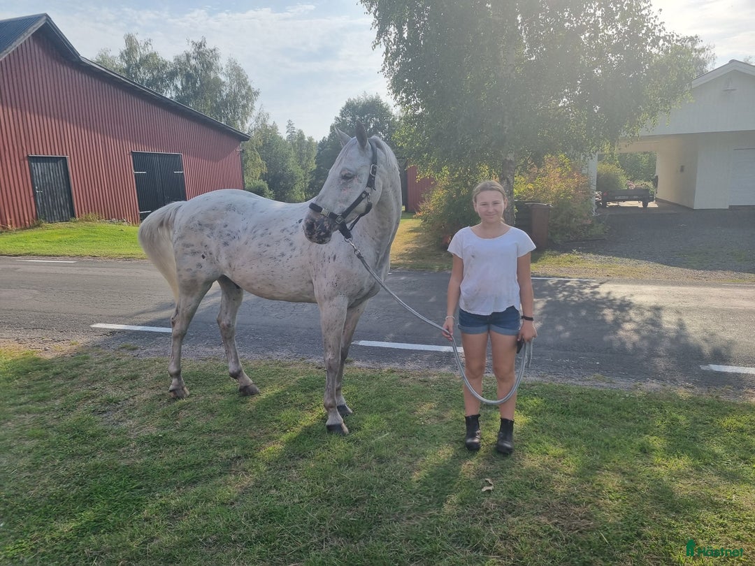  medryttarhäst finnes: Medryttare sökes  i Skövde - Annons 3