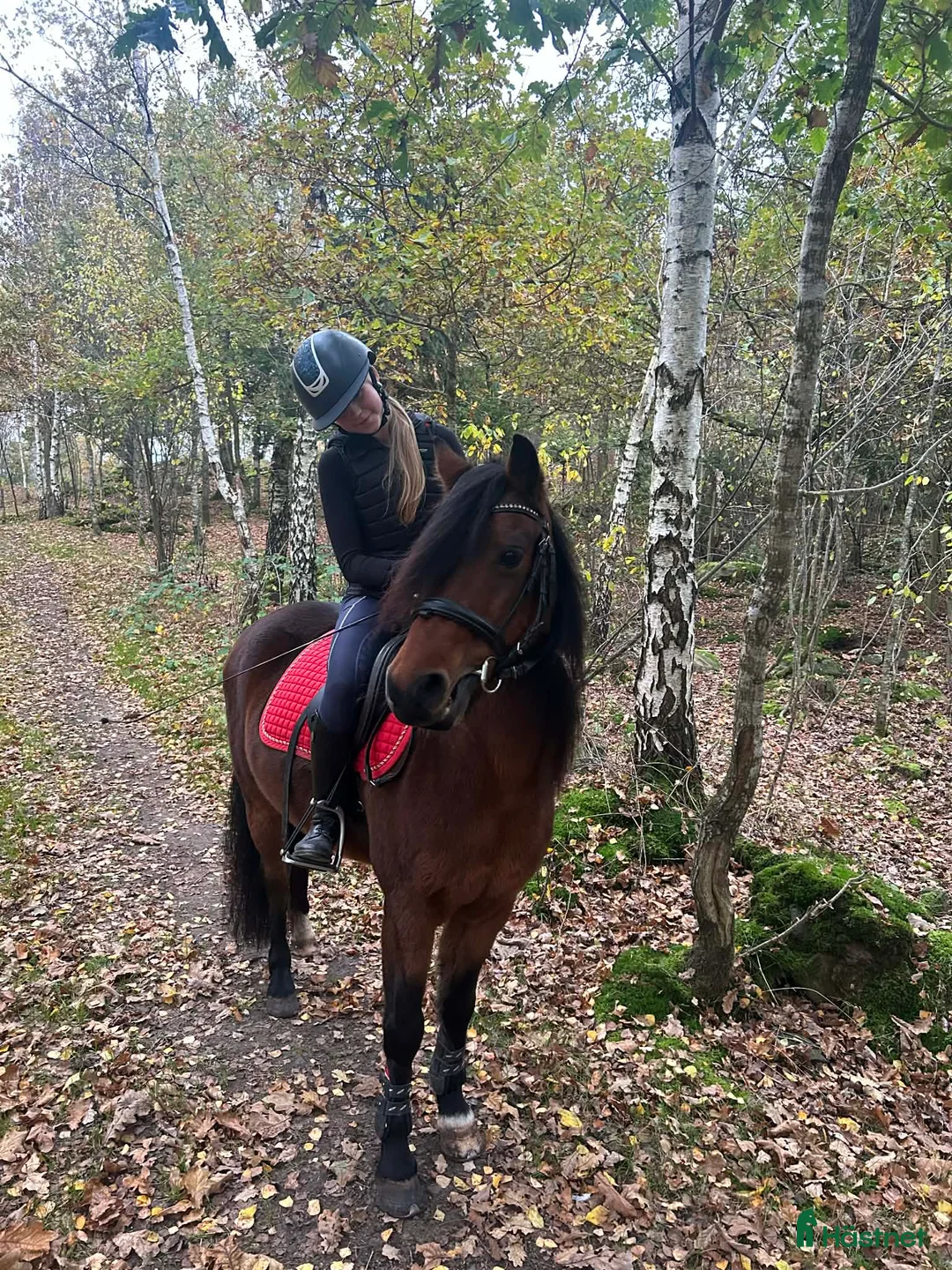 Allround hästar till salu: Vacker Maxad Allround B-ponny - Annons 2