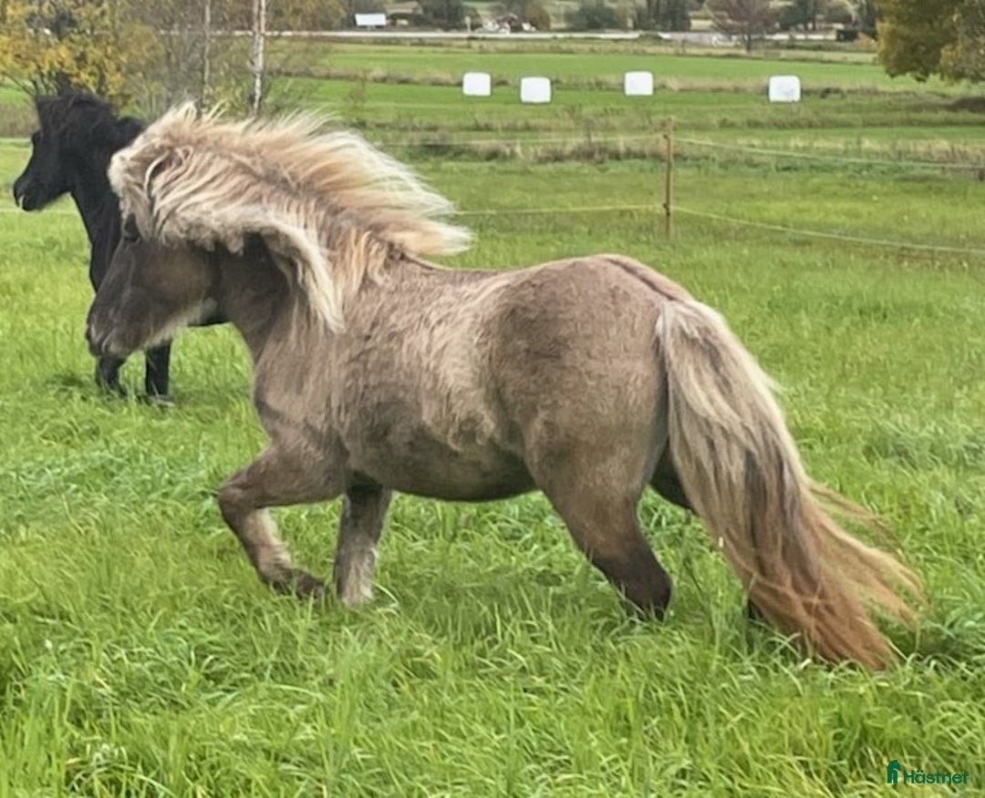 Island hästar till salu: Arbetsvilligt sto med fina gångarter i Hamrångefjärden - Annons 1