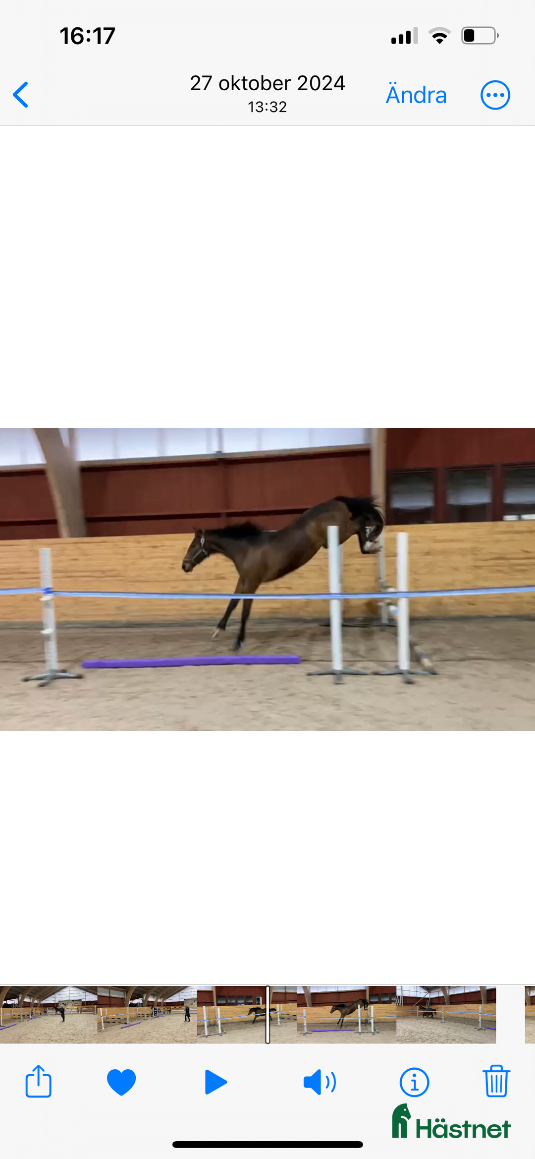 Hoppning hästar till salu: Häst för framtiden - Annons 4