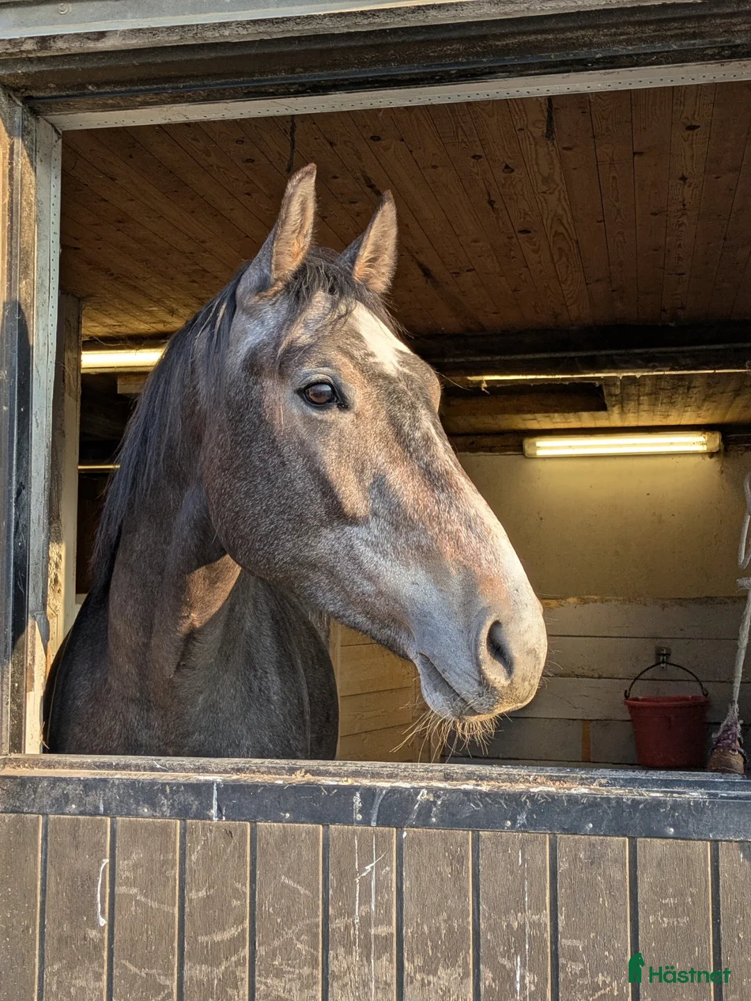 Hoppning hästar till salu: Framtidslöfte - Annons 1