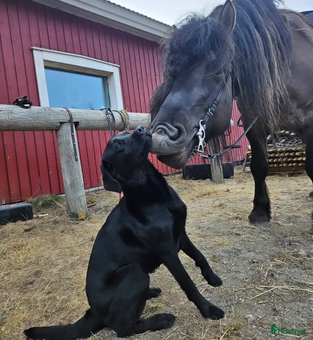 Avelshästar hästar till salu: Unik avelshingst med färgen musblack. i Byske - Annons 4