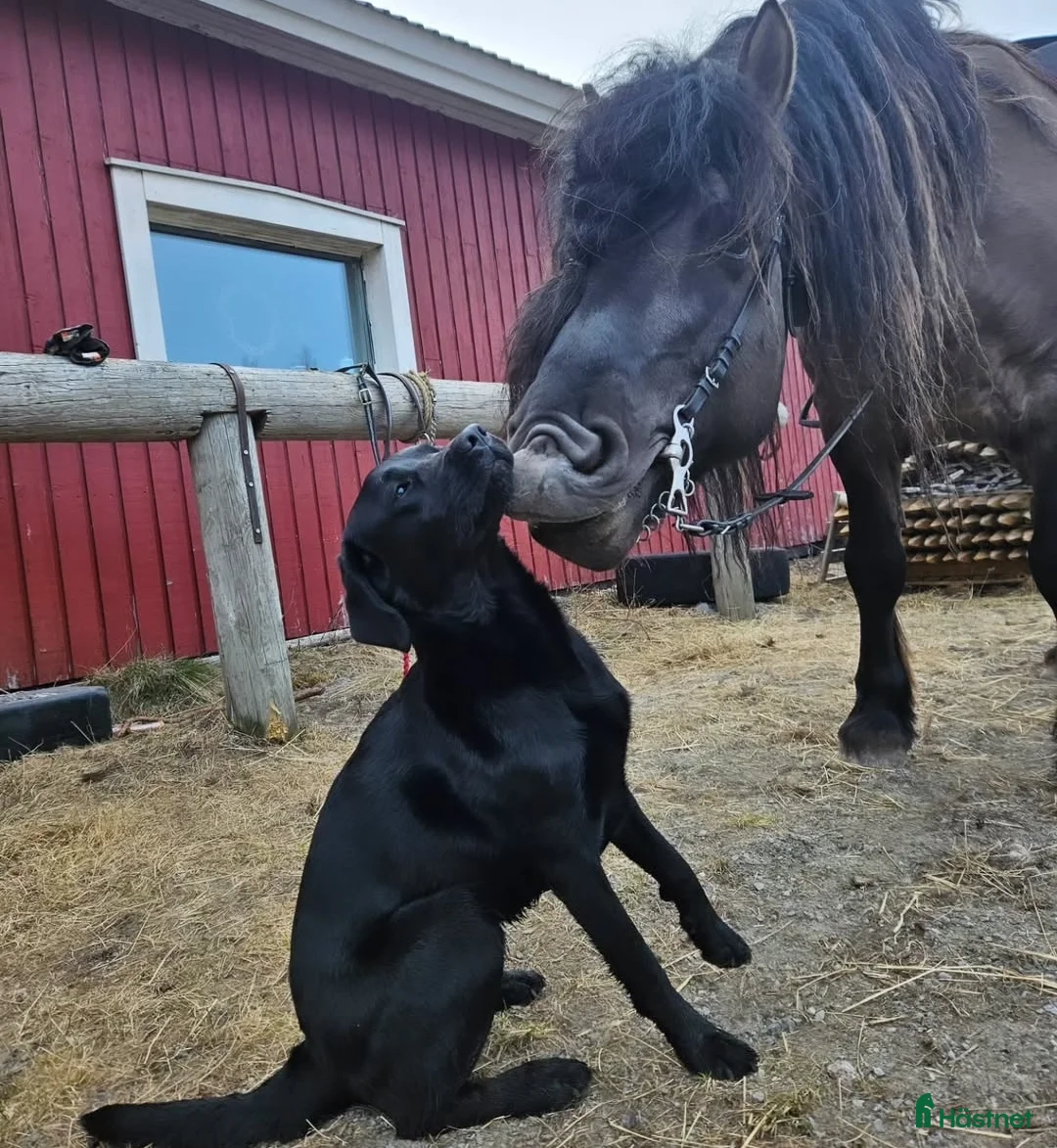 Avelshästar hästar till salu: Unik avelshingst med färgen musblack. - Annons 4