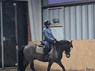 Hoppning hästar till salu: Trevlig Allroundponny i Landsbro - Annons 1