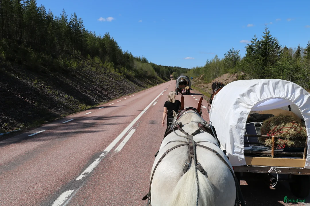 Körning hästar till salu: Bruksnordis 17 år Foder eller köp - Annons 5