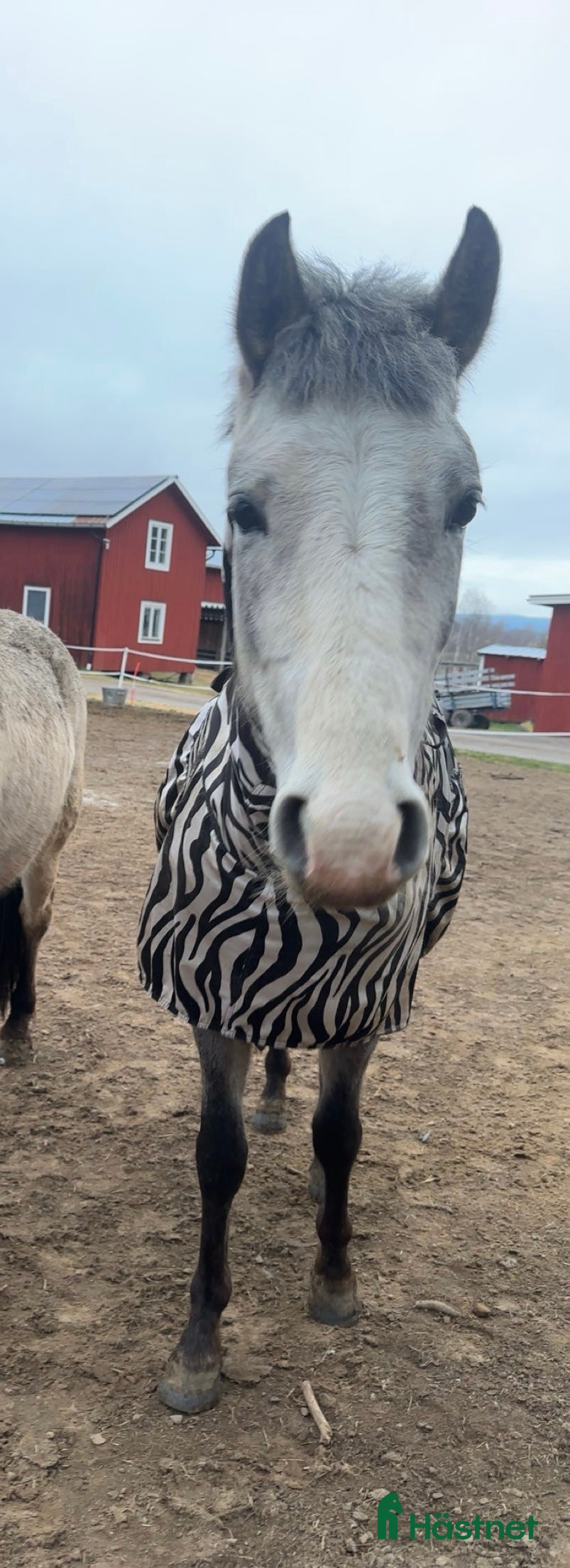  hästar Welsh partbred sto i Bollnäs - Annons 15