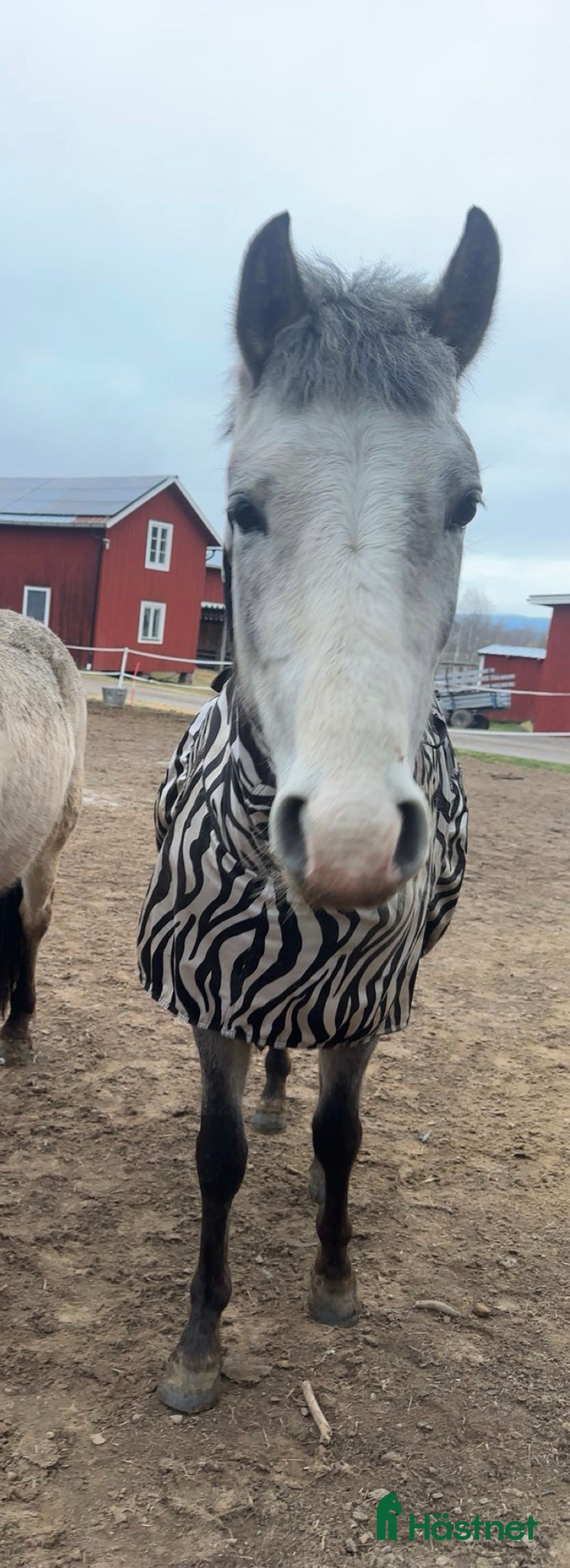 Allround hästar till salu: Welsh partbred sto i Bollnäs - Annons 1